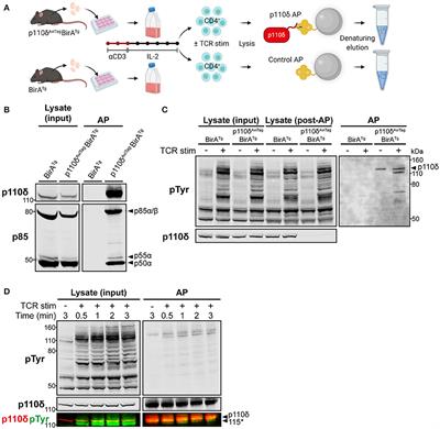 PI3Kδ Forms Distinct Multiprotein Complexes at the TCR Signalosome in Naïve and Differentiated CD4+ T Cells